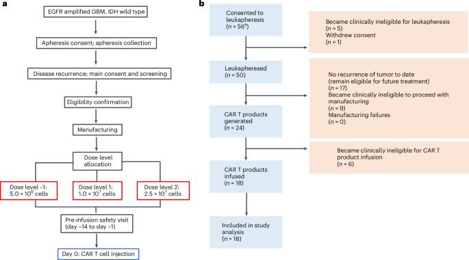 Intracerebroventricular bivalent CAR T cells targeting EGFR and IL-13Rα2 in recurrent glioblastoma: a phase 1 trial