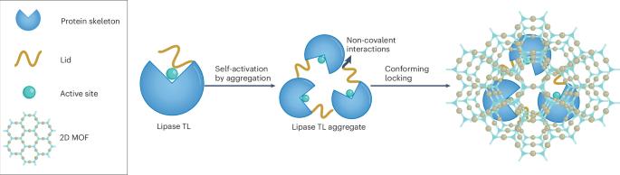 Locking in lipases