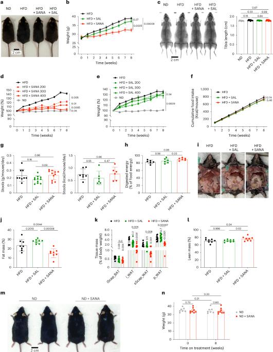 A nitroalkene derivative of salicylate, SANA, induces creatine-dependent thermogenesis and promotes weight loss