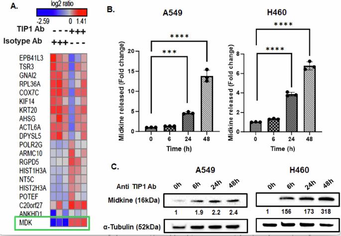 Blocking the functional domain of cancer cell surface TIP1 upregulates Midkine via the β-catenin/Wnt signaling pathway