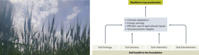 Managing soil health for resilient crop production