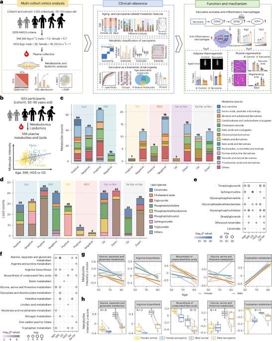 Sarcosine decreases in sarcopenia and enhances muscle regeneration and adipose thermogenesis by activating anti-inflammatory macrophages