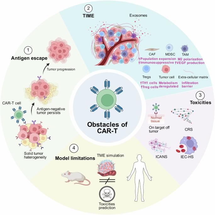 Barriers and solutions for CAR-T therapy in solid tumors
