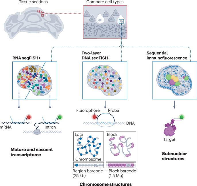 Spatial multi-omics of nuclear architecture with two-layer seqFISH+