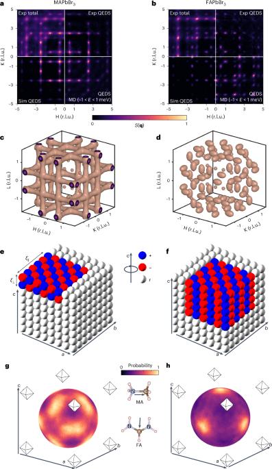 Dynamic nanodomains dictate macroscopic properties in lead halide perovskites