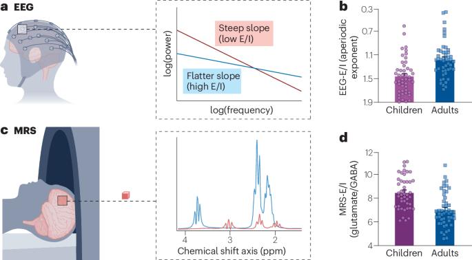Rethinking excitation/inhibition balance in the human brain