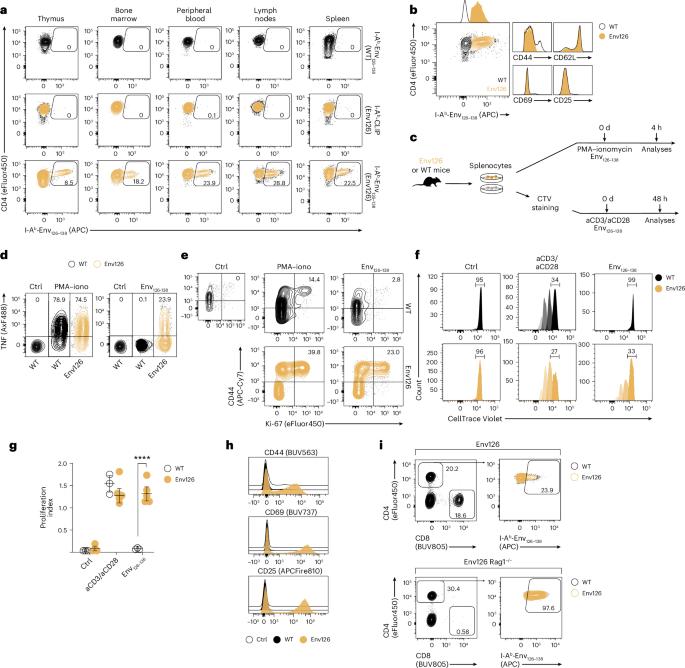 CD4+ T cells license Kupffer cells to reverse CD8+ T cell dysfunction induced by hepatocellular priming