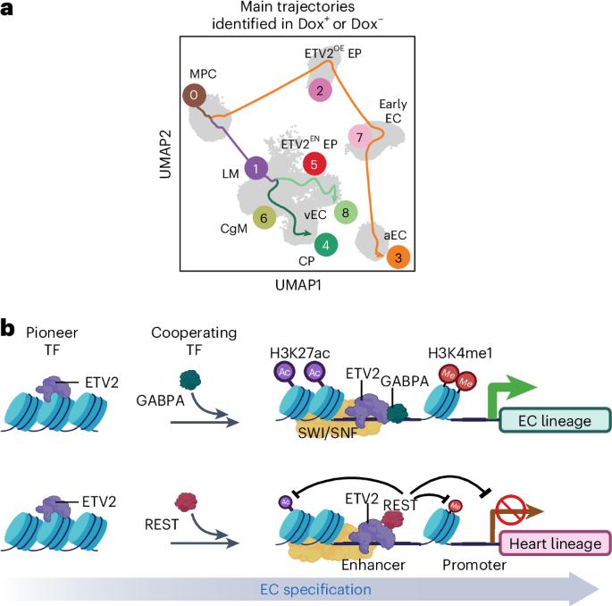 Pioneer transcription factor two-pronged way to promote endothelial cell differentiation