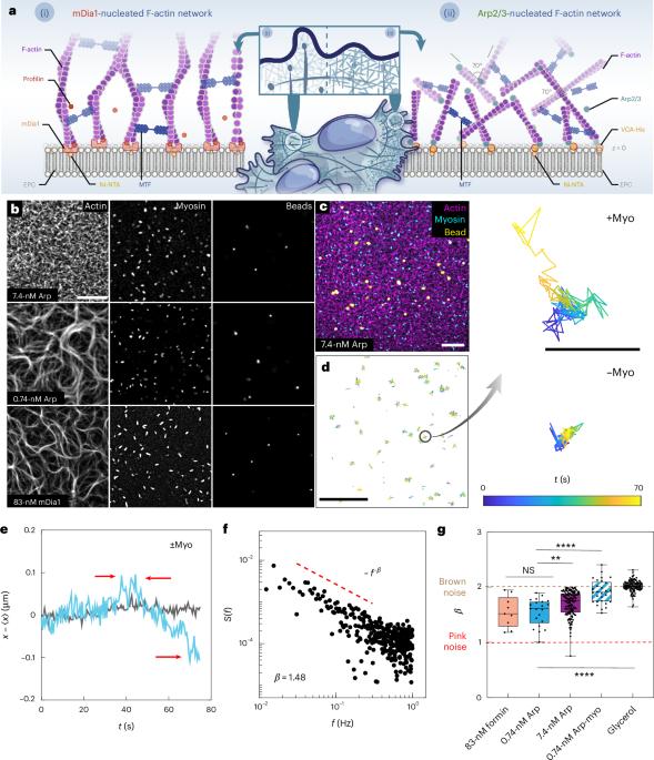 Feedback between F-actin organization and active stress governs criticality and energy localization in the cell cytoskeleton