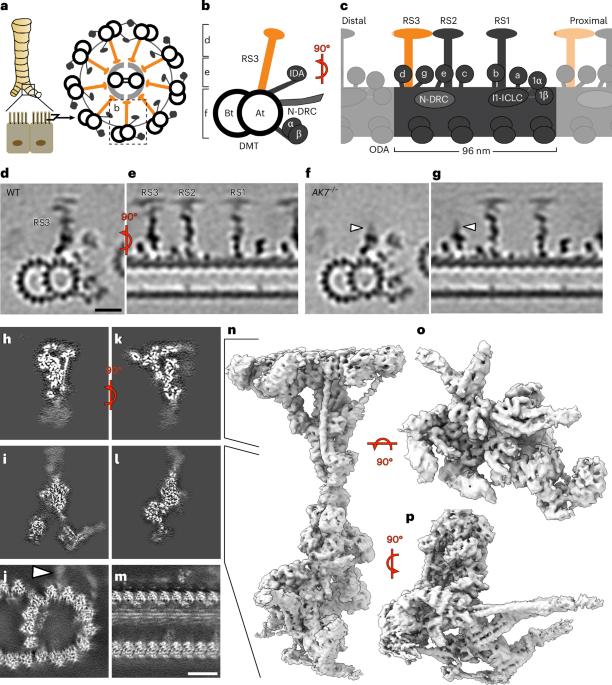 Mouse radial spoke 3 is a metabolic and regulatory hub in cilia