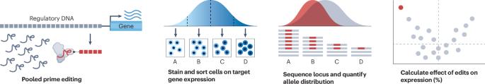 Measuring the effects of regulatory variants in an endogenous context