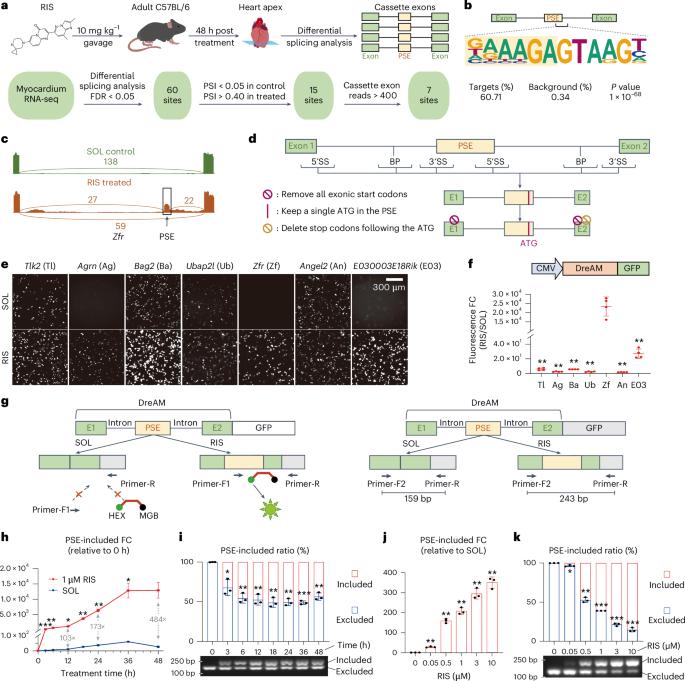 The drug-elicitable alternative splicing module for tunable vector expression in the heart