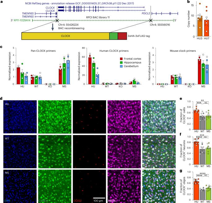 Human CLOCK enhances neocortical function