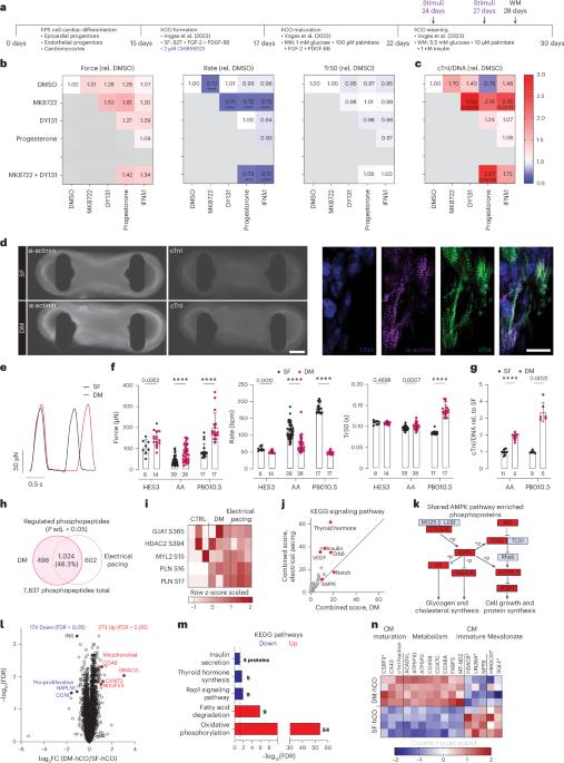 Maturation of human cardiac organoids enables complex disease modeling and drug discovery