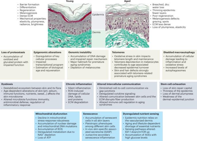 Skin health and biological aging