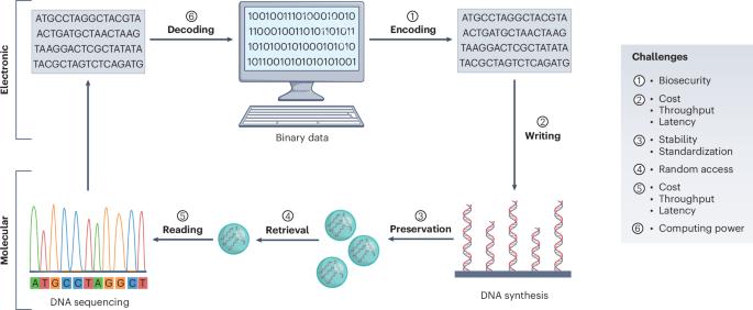 Challenges and opportunities in DNA computing and data storage