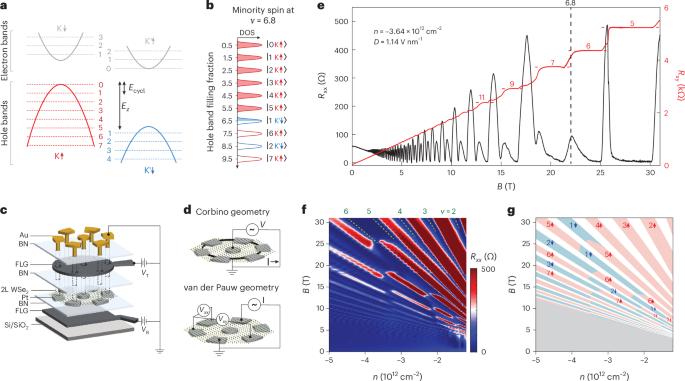 Spin-selective magneto-conductivity in WSe2
