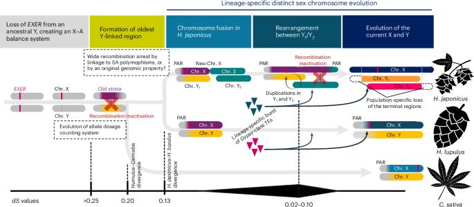 Dynamic sex chromosome evolution in hops