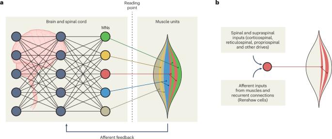 Peripheral neural interfaces for reading high-frequency brain signals