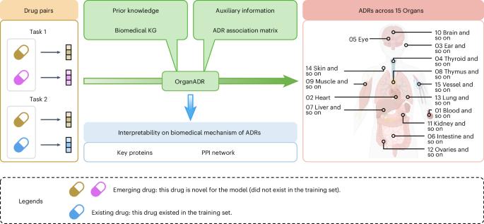 Predicting adverse drug reactions for combination pharmacotherapy with cross-scale associative learning via attention modules