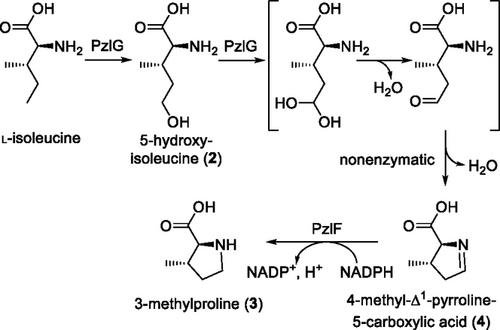 Identification of Pyrrolizilactone Biosynthetic Gene Cluster with Unique Short-Chain Dehydrogenase Gene for 3-Methylproline Formation