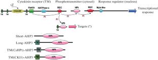 Evidence for Functionality of Transmembrane Domains of Predicted Non-Canonical Plant Phosphotransmitters