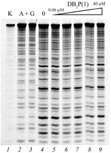 Sequence Specificity of Dimeric Bisbenzimidazoles for DNA AT Sequences of Different Nucleotide Compositions, as Determined by Footprinting