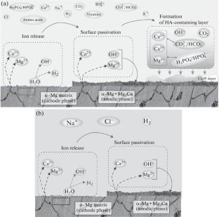 Degradation Mechanism of Magnesium–Calcium Alloy in Physiological Solutions