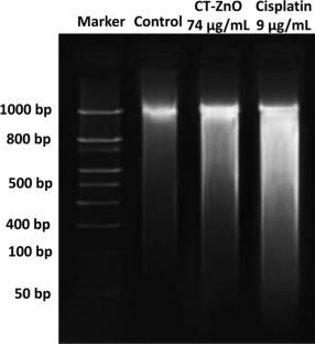 Green synthesis of zinc oxide nanoparticles using green seaweed Caulerpa taxifolia and its anticancer activity on cervical cancer