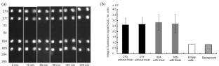 Comparison of DNA Analysis on Biochips with Brush Polymer Cells and Cross-Linked Polymer Cells