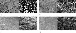 Activation of the TrkA/Ras-MAPK/ERK Signaling Pathway via Carbon Quantum Dot Mimetics for Enhanced Peripheral Nerve Regeneration
