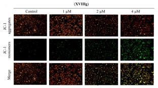 Design, Synthesis, and Evaluation of Antitumor Activity of Novel Pyrimidine Derivatives Containing Acrylamide and a Cyano Group