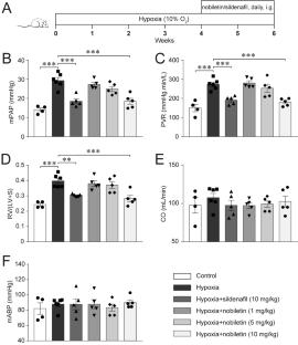 Nobiletin alleviates hypoxia-induced pulmonary hypertension by inhibiting calcium-sensing receptor