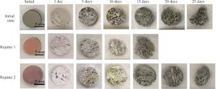 Effect of Equal Channel Angular Pressing on the Structure, Mechanical and Corrosion Properties of Mg-Zn-Zr Alloy