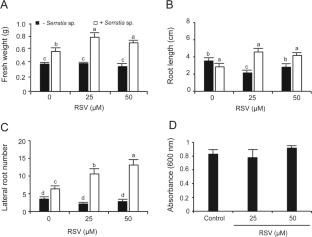 The growth promotion of Arabidopsis thaliana by Serratia sp. H6 requires the metabolic stress sensor SNF1-related protein kinase 1 (SnRK1)