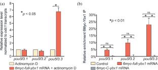 Regulation of pou5f3 Family Pluripotency Gene Transcripts Stability by Ybx1 Ribonucleoprotein Complexes in Xenopus laevis Early Development