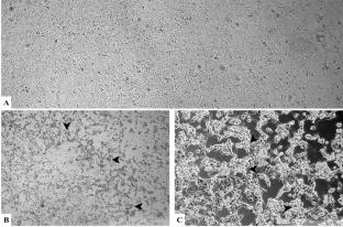 Isolation and molecular identification of canine bufavirus: a novel enteric pathogen of dogs