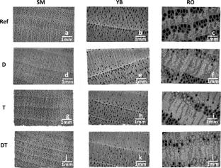 Enhancing wood hardness through surface impregnation via Michael addition: a study on penetration patterns of three North American hardwoods