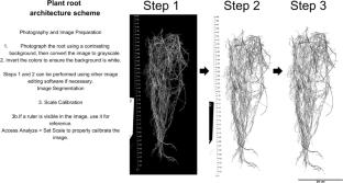 Responses of tropical legumes to nickel stress: impacts on growth, foliar structure, and nitrogen metabolism