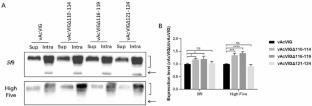 Construction of a shortened autographa californica multiple nucleopolyhedrovirus genome as protein expression vector