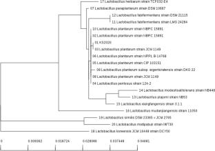 Probiotic properties of Lactiplantibacillus plantarum KS2020 with GABA producing ability