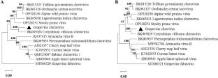 Identification and complete genome sequence of a new cheravirus discovered in grapevine