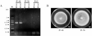 Identification and characterization of a novel negative-sense RNA virus infecting Fusarium commune, a fungus causing tobacco root rot