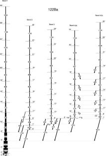 Study of nuclear structure in 122Ba from DCO Ratio and Polarization measurements