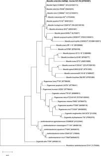 Genomic analysis of Massilia antarctica subsp. insulae subsp. nov., a violacein- and aminochelin-producing bacterium isolated from Horseshoe Island, Antarctica