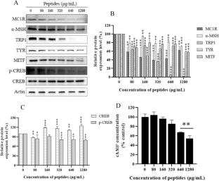Anti-Melanogenesis Activity of Peptides from Shark (Mustelus griseus) Skin on B16F10 Melanocytes and In vivo Zebrafish Models