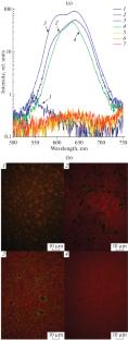 Influence of Heat Treatment on Phase Segregation in Polymer-Containing CsPbBr2I Composite Films