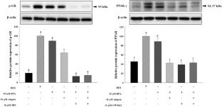 Exploring the inhibitory effects of Brassica juncea extract and sinigrin on lipid accumulation in BPA-Induced 3T3-L1 cells via the glucocorticoid receptor and peroxisome proliferator-activated receptor-γ pathways