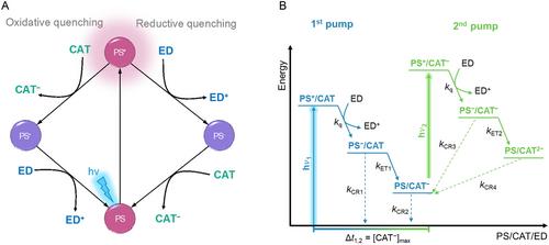 Mechanistic Investigations of Photocatalytic Systems by Pump-Pump-Probe Spectroscopy