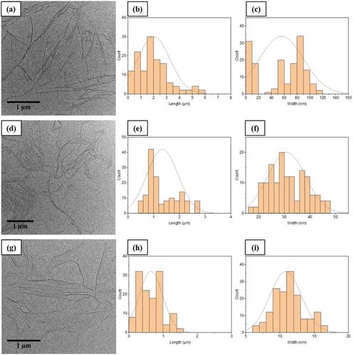 Self-Assembly, Aggregation Mechanisms, and Morphological Properties of Asymmetric Perylene Diimide-based Supramolecular Polymers